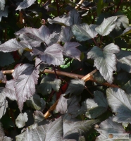 Physocarpus opulifolius 'Diablo' -- Rotblättrige Blasenspiere